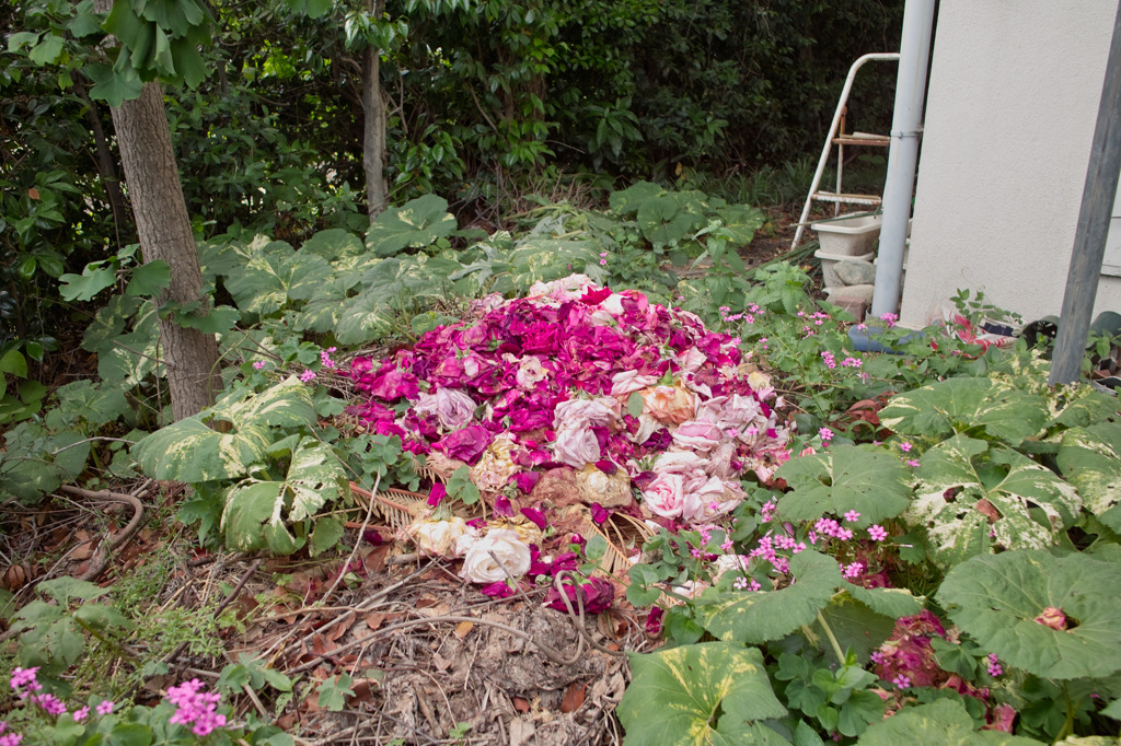 薔薇の葬列