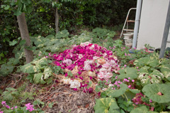 薔薇の葬列