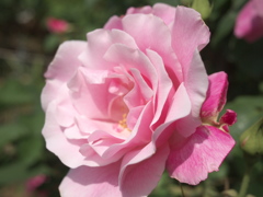 花ひらく