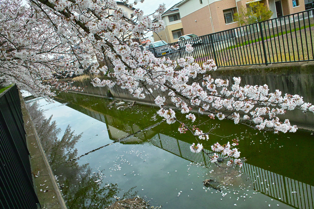 春の水