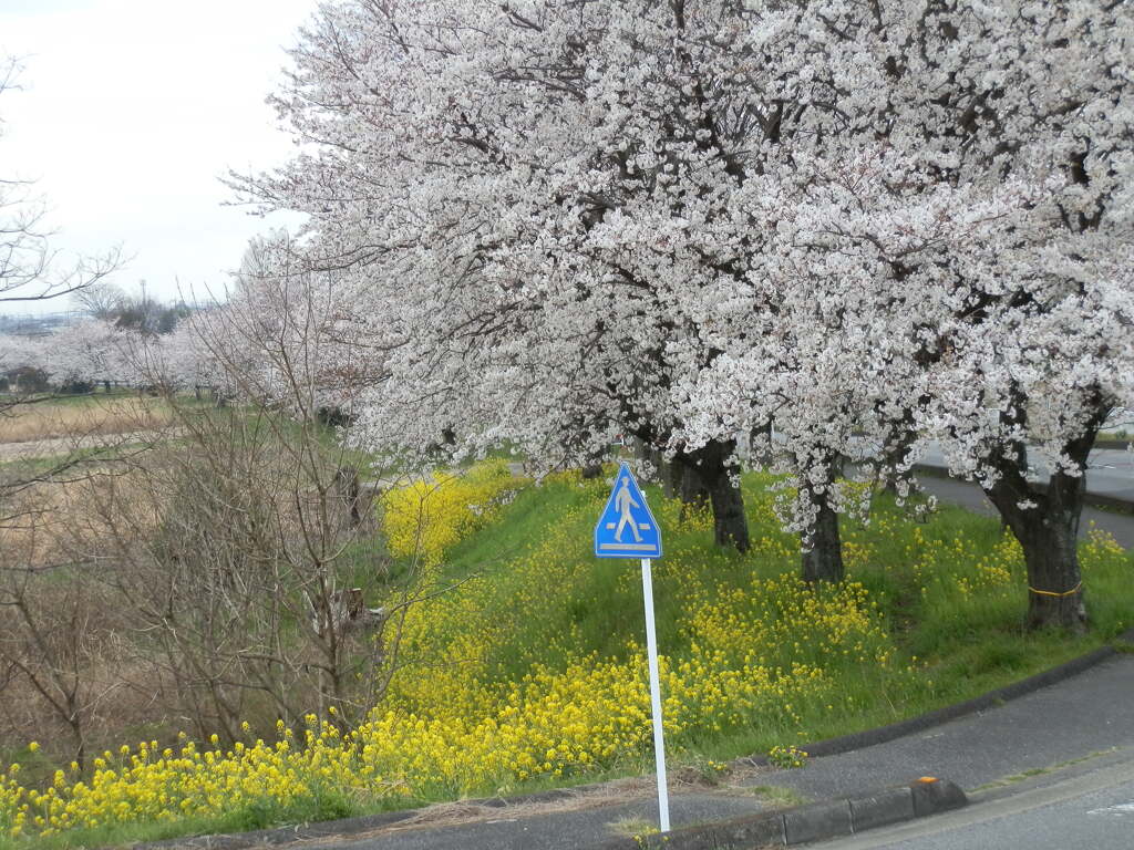 春の道