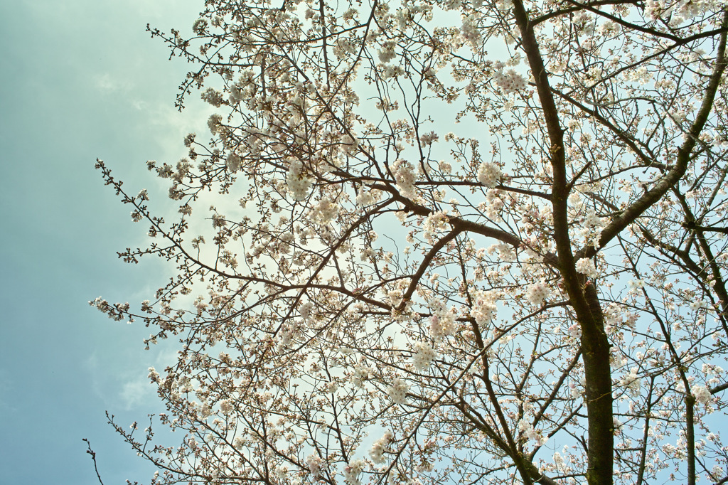 花曇り