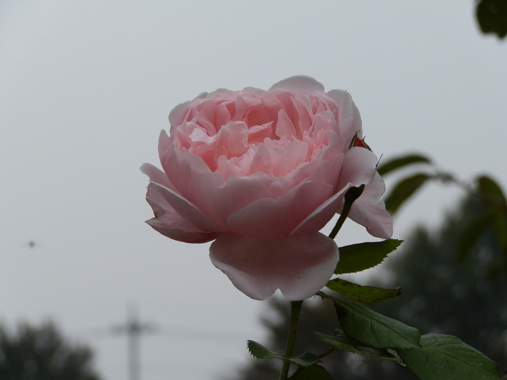 雨もよい