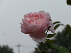 雨もよい