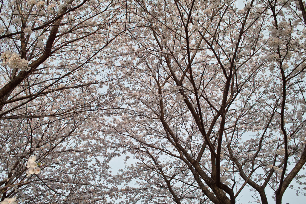 SDIM0254