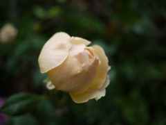 Rose Egg