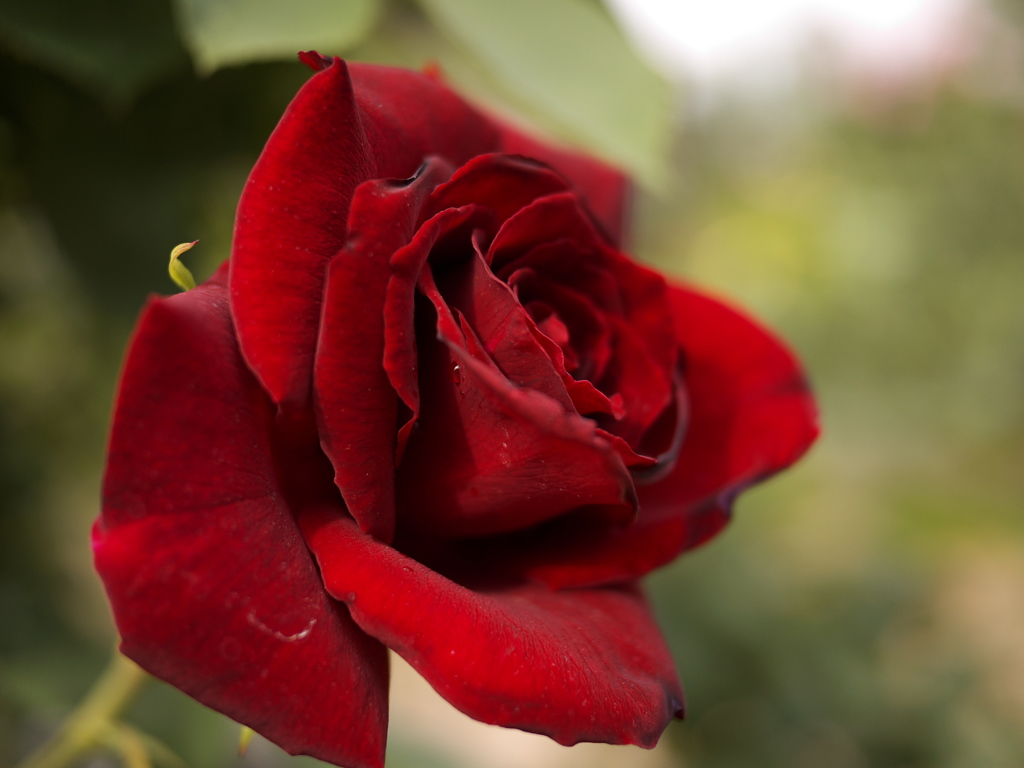 黒薔薇