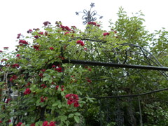 花の檻