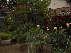 花々