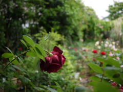 花守り