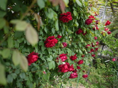 Secret Garden