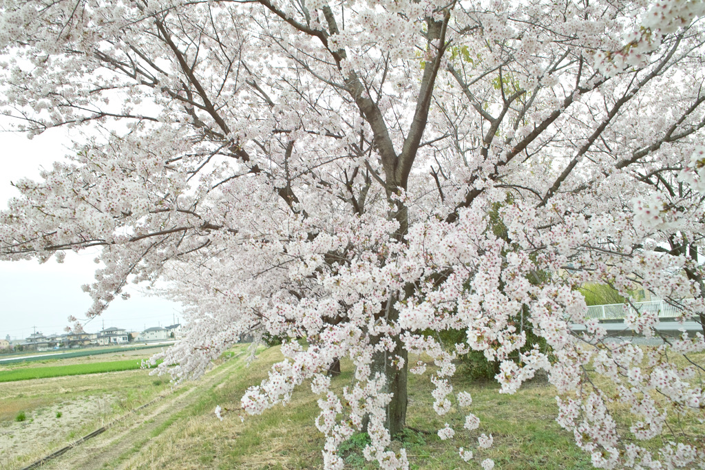 花曇り