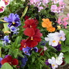 名残の花