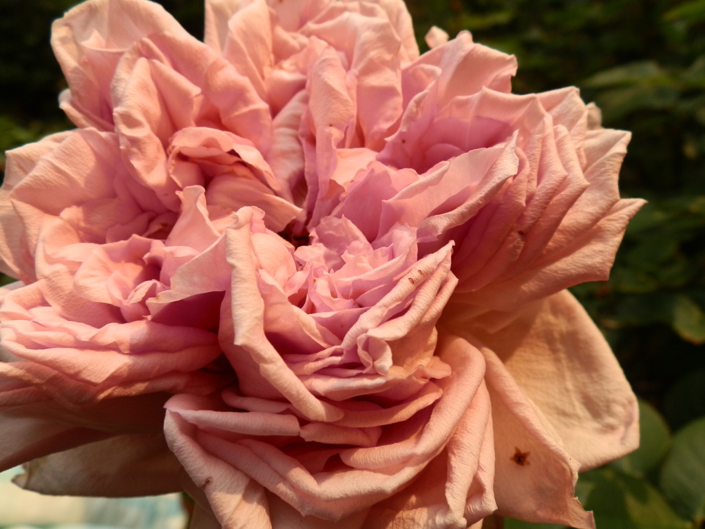 名残の薔薇