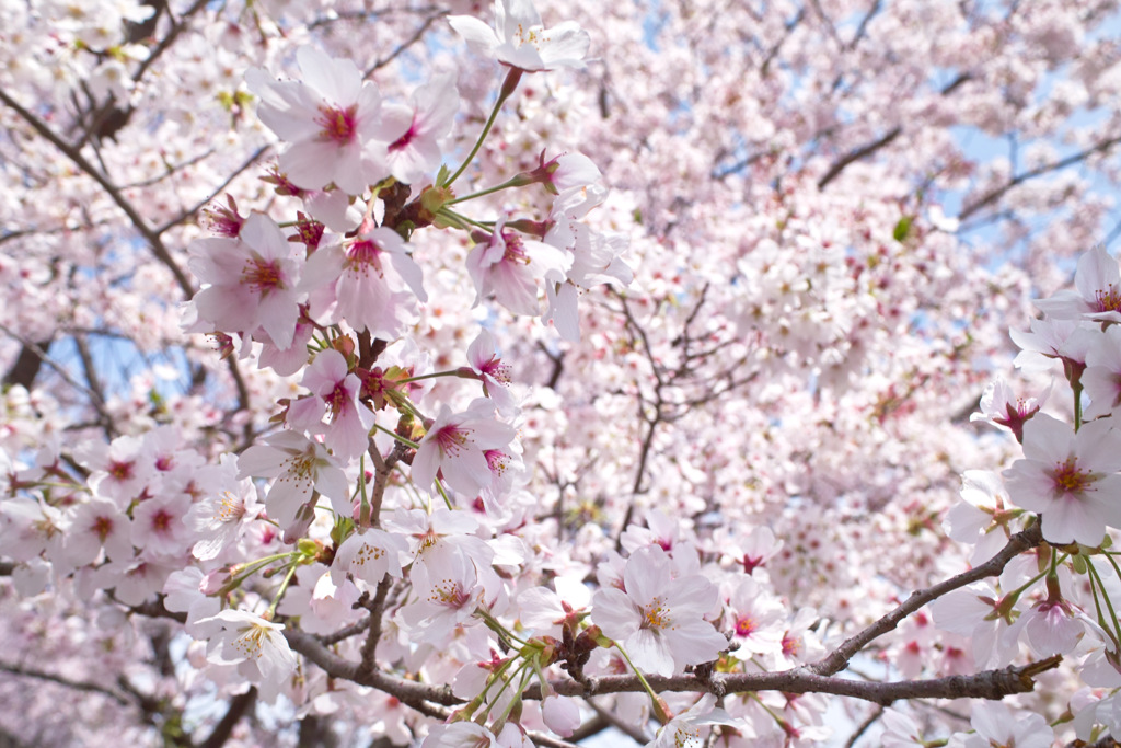 花天井