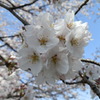 はなぶさ