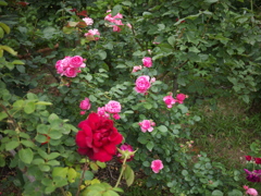 花園