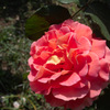 花手毬