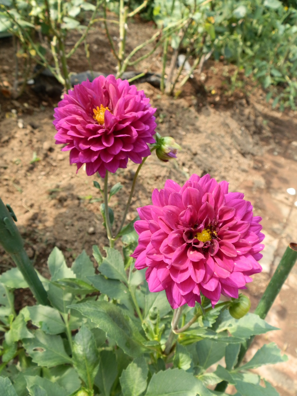 花てまり