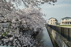 春の川