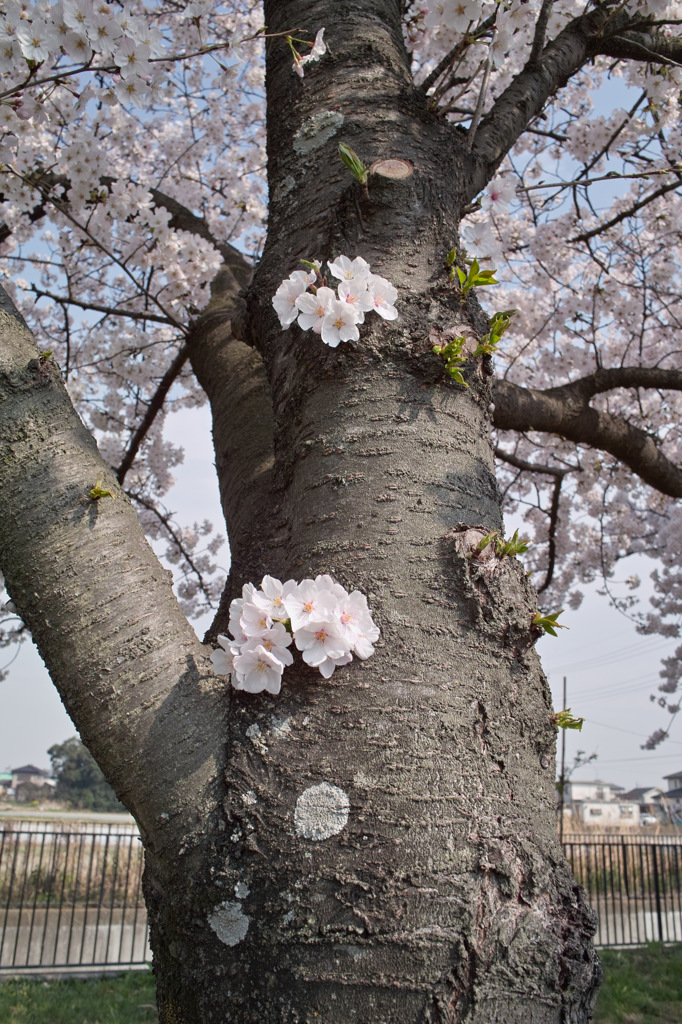樹肌