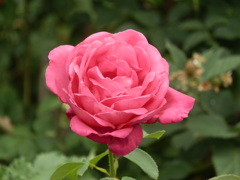 二番花