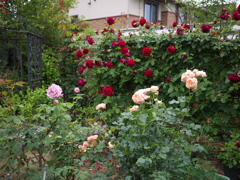 名残の花