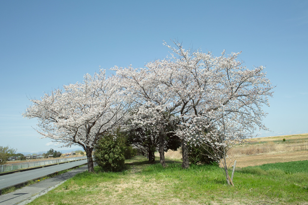 遠い桜