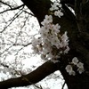 芽吹き