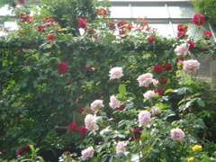 花がすみ