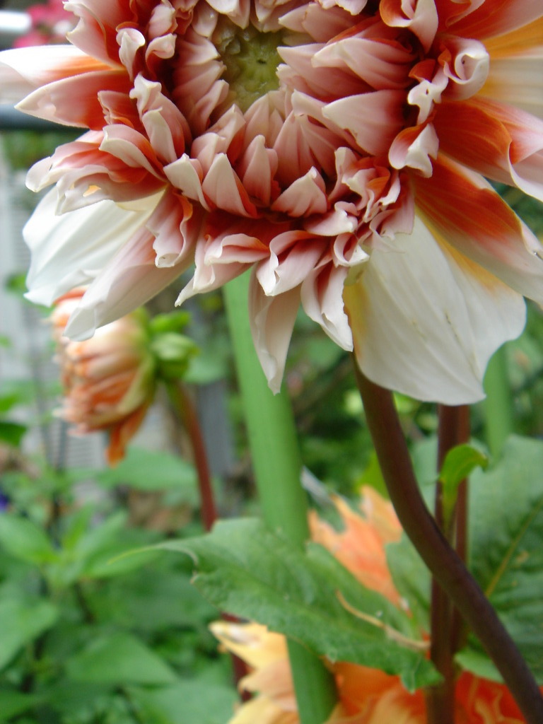 dahlia