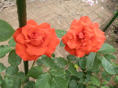 Twin Roses