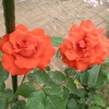 Twin Roses