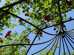 花天井