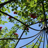 花天井