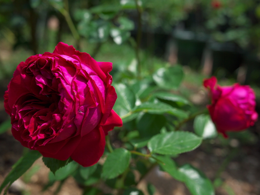 薔薇色