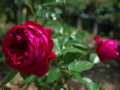 薔薇色