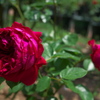 薔薇色