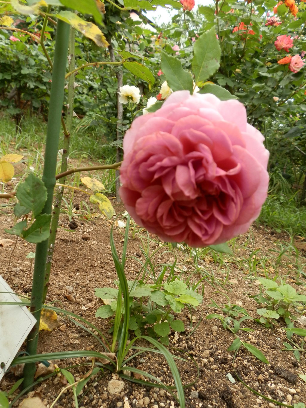 花提灯
