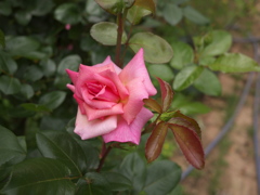 初花