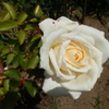 白薔薇