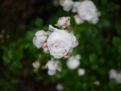 Ice Flower