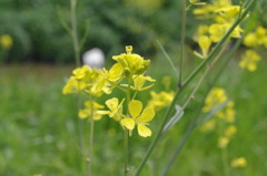 何の花ですか？