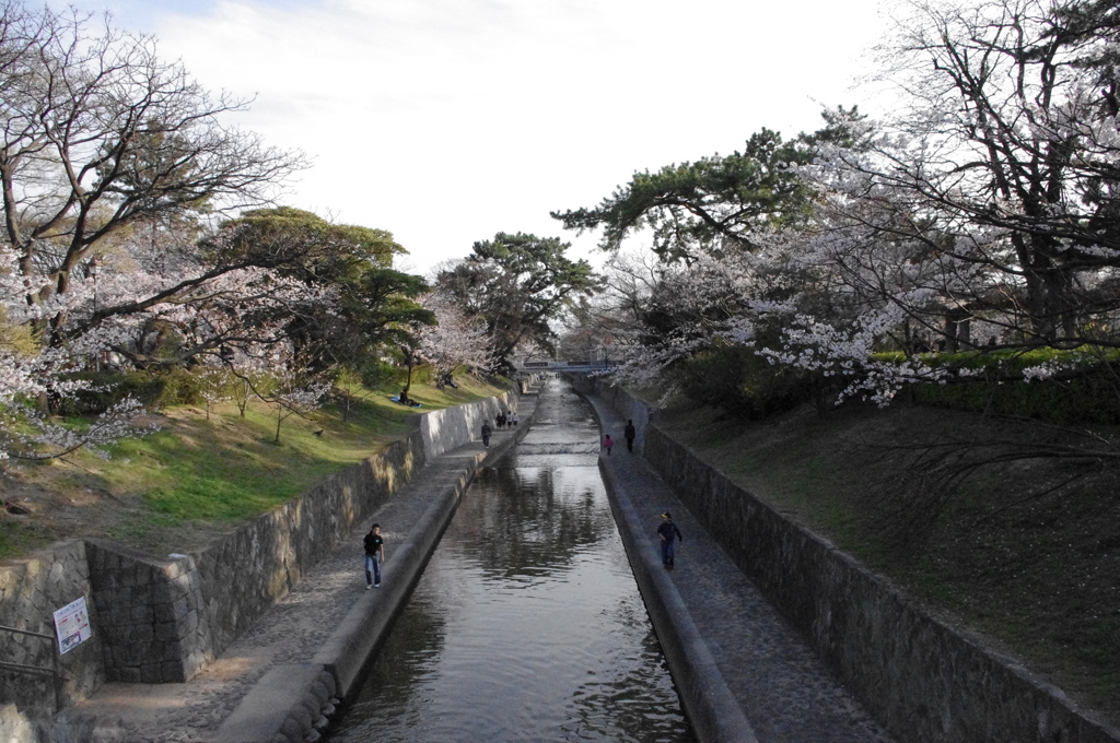 夙川　橋から南向