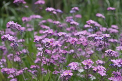 花畑２