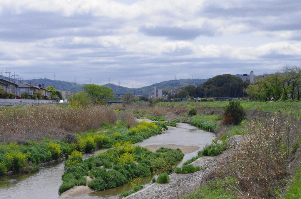 近所の川３