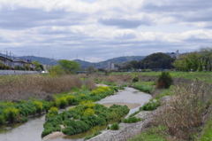 近所の川３