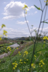 近所の川