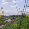 近所の川