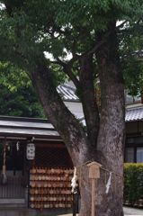 晴明神社の中にある木